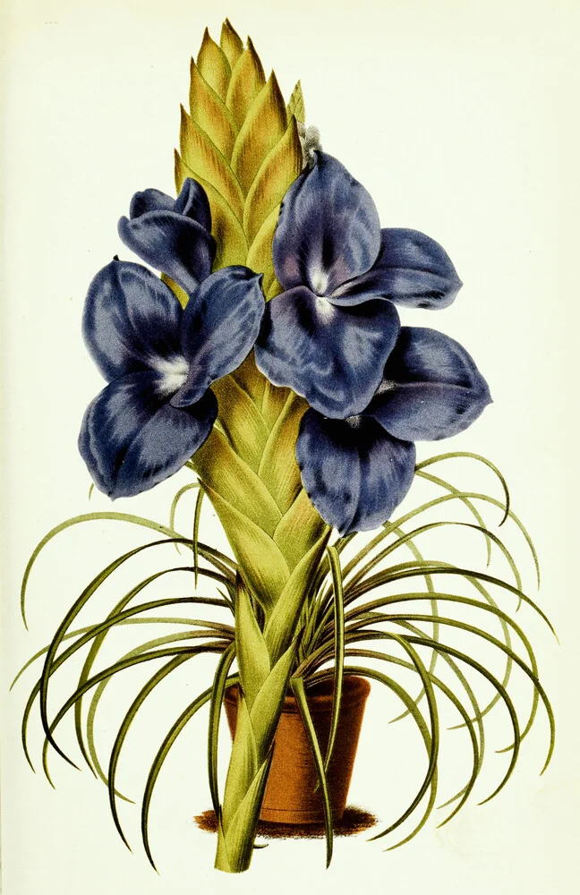 Vintage Illustration Tillandsia 3 - fotokunst von Vintage Nature Graphics