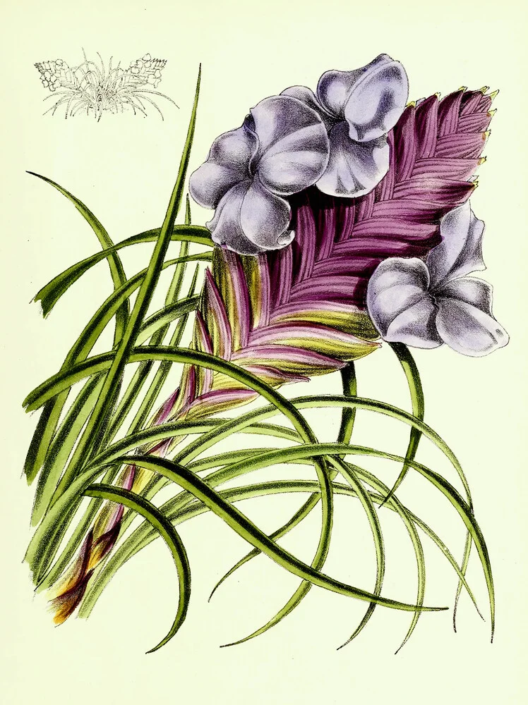 Vintage Illustration Tillandsia 4 - fotokunst von Vintage Nature Graphics