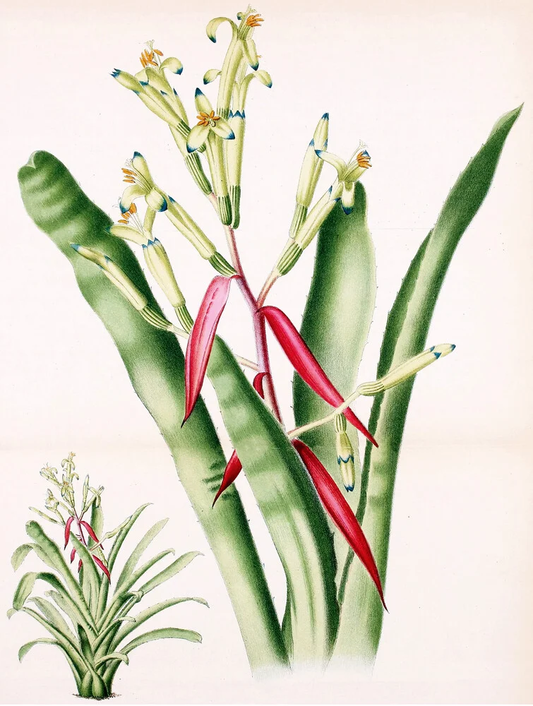 'Billbergia Amoena 2' – Wall Art by Vintage Nature Graphics as Poster or Acrylic Glass Print