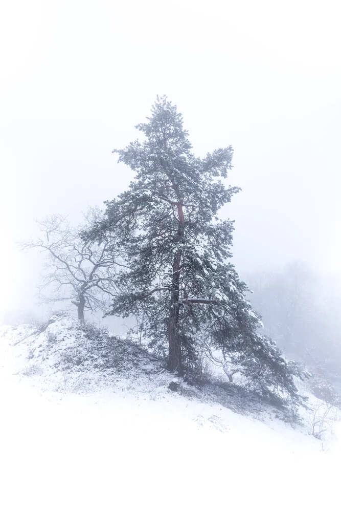 Winternebel - fotokunst von Sebastian Worm