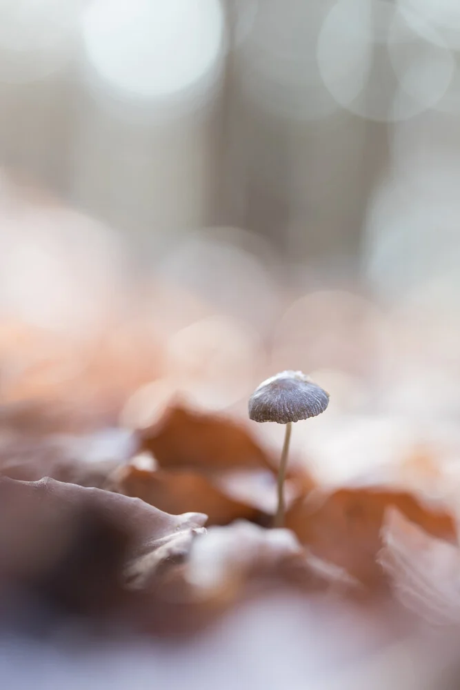 Kleiner Pilz auf dem Waldboden, umgeben von buntem Herbstlaub.