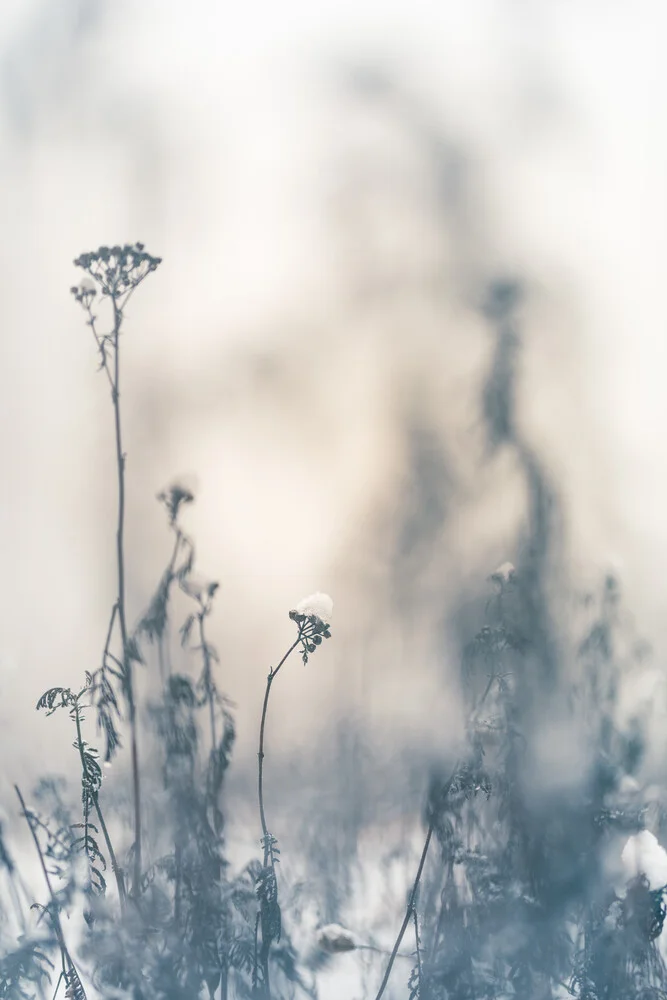 Fotokunst von Sebastian Worm: beruhigendes Winterbild mit schneebedeckten Pflanzen.