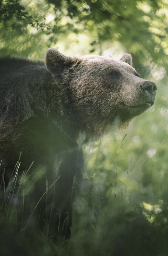 Smiling brown bear, Germany – wall art by Max Saeling as Poster or Acrylic Glass Print