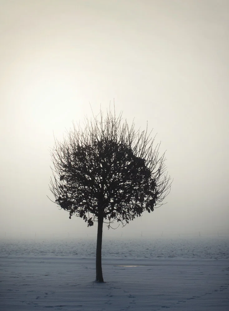 Tree in the winter sun - Fineart photography by Manuela Deigert