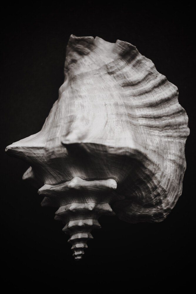 Black Shell II - fotokunst von Magda Izzard