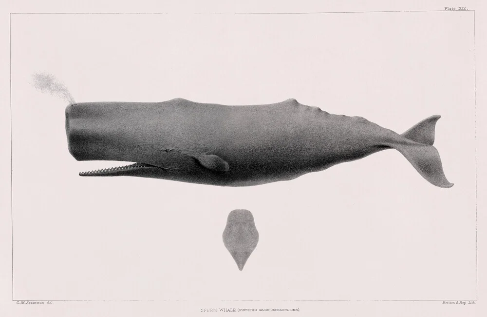 Whale - Vintage Illustration - Fineart photography by Vintage Nature Graphics