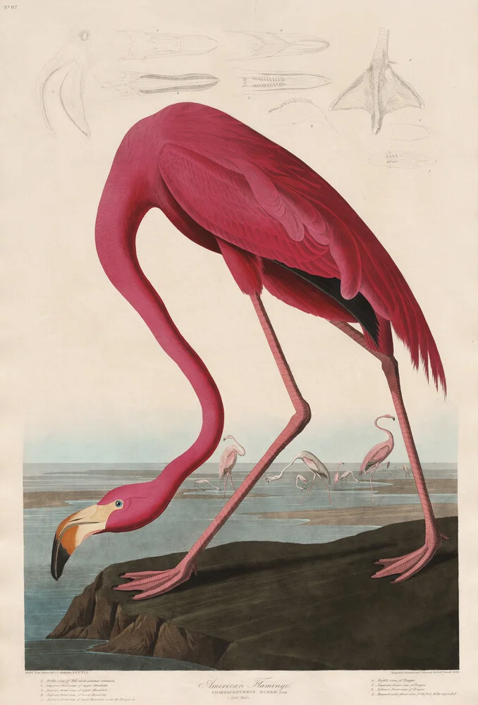 Pink Flamingo - Vintage Illustration - fotokunst von Vintage Nature Graphics