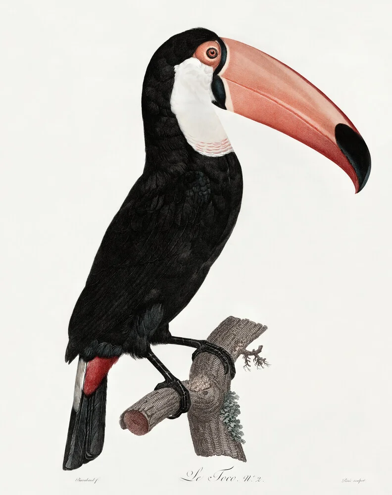 Vintage Illustration Tucano - fotokunst von Vintage Nature Graphics