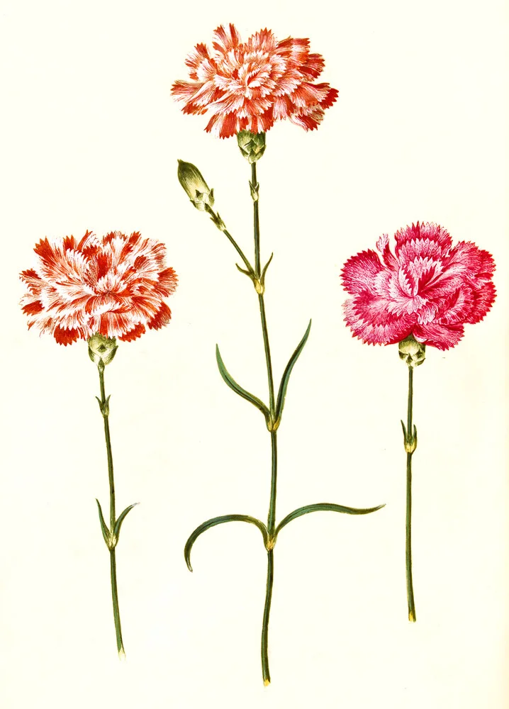 Three carnations, vintage illustration - Fineart photography by Vintage Nature Graphics