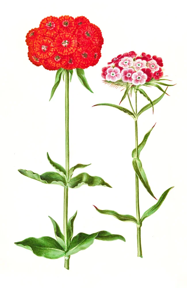 Vintage Illustration Blumen - fotokunst von Vintage Nature Graphics