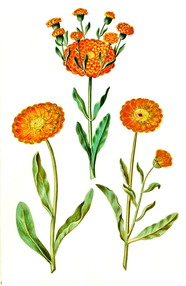 Vintage Illustration Calendula - fotokunst von Vintage Nature Graphics