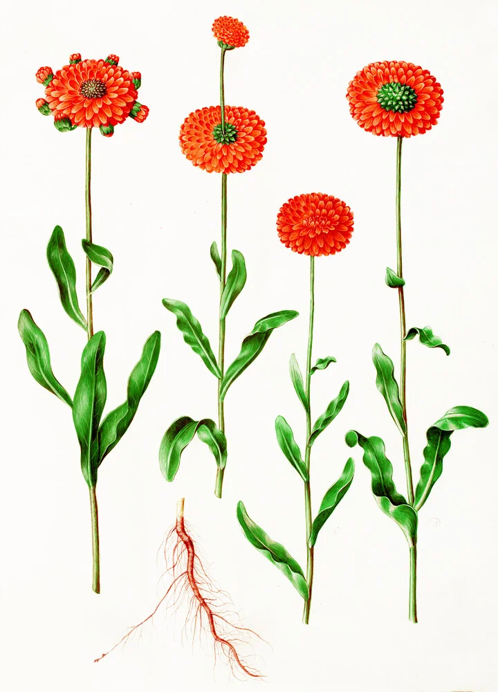 Vintage Illustration Calendula officinalis - fotokunst von Vintage Nature Graphics