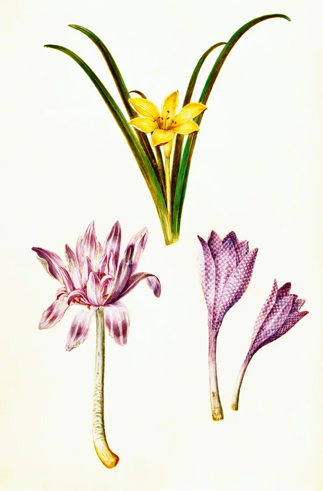 Vintage Illustration Frühlingsblumen - fotokunst von Vintage Nature Graphics