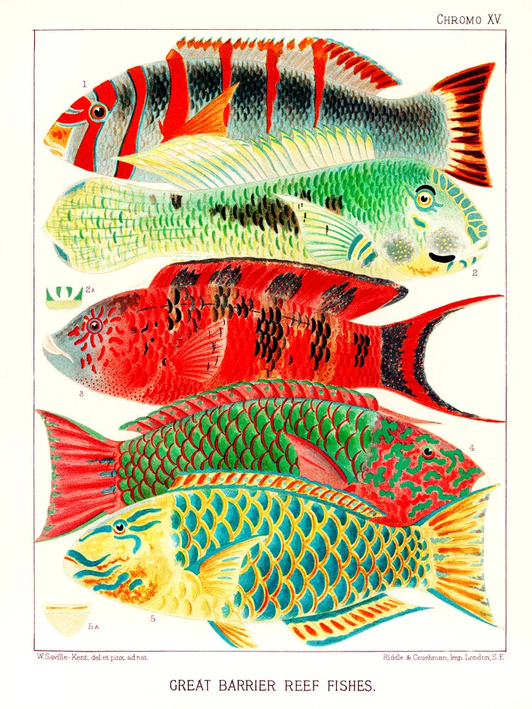 Fische aus dem Great Barrier Reef von William Saville-Kent - fotokunst von Vintage Nature Graphics