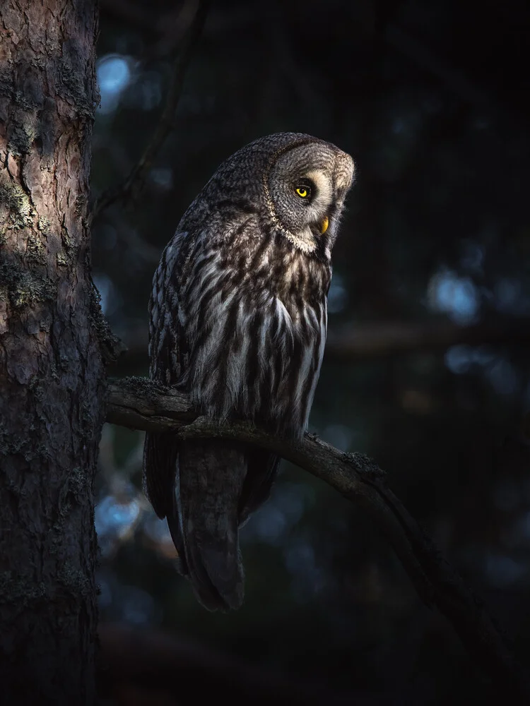 The Great Grey Owl - fotokunst von Daniel Öberg