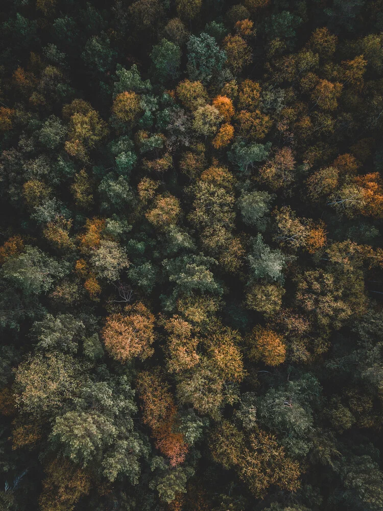 Autumn from above - fotokunst von Daniel Öberg