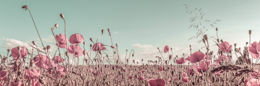 Vintage Poppy Field - Fineart photography by Melanie Viola