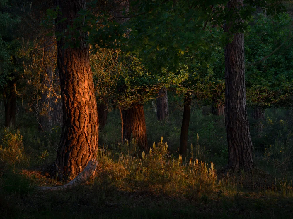 Pine forest at sunrise - Fineart photography by Felix Wesch