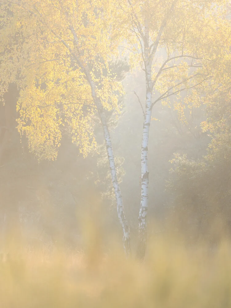 Herbst - fotokunst von Felix Wesch