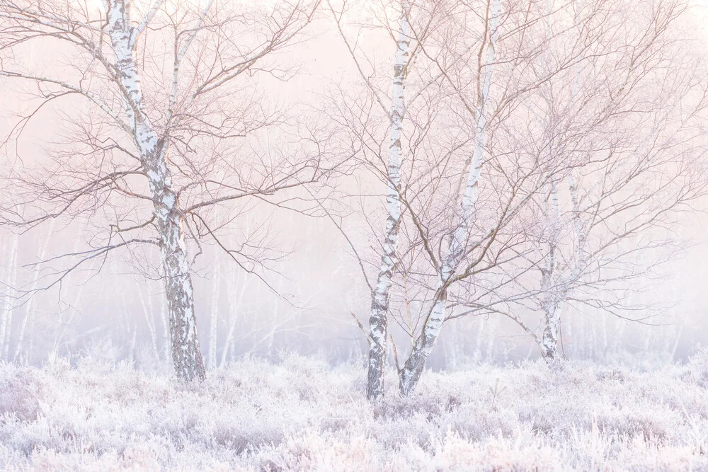 Cold morning - Fineart photography by Felix Wesch