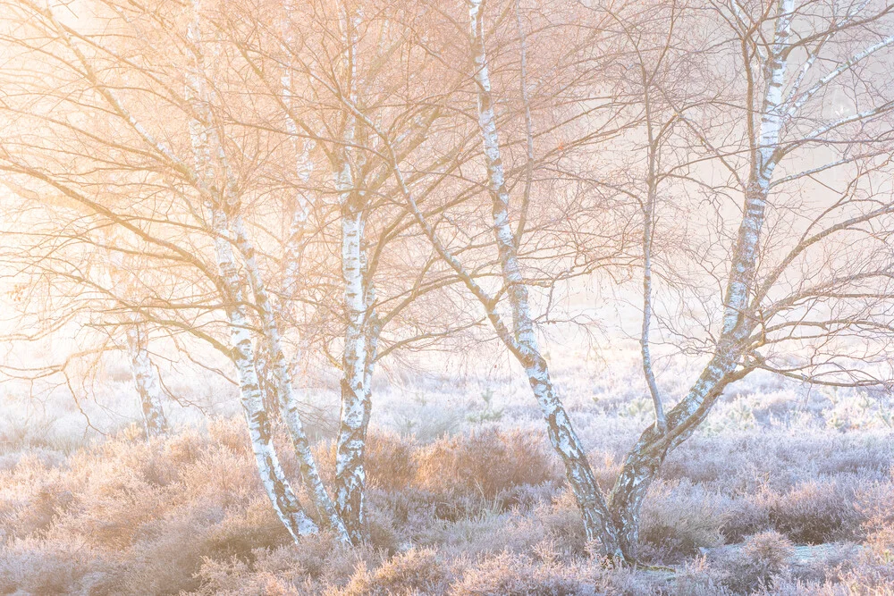Birches at sunrise - Fineart photography by Felix Wesch
