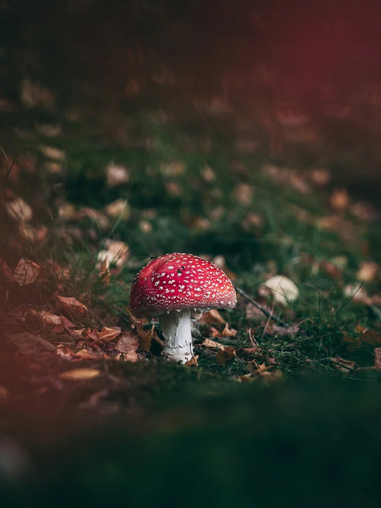 Fly agaric - fotokunst von Daniel Öberg