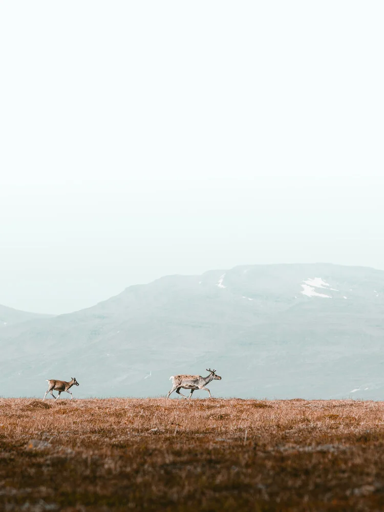 Reindeers in the mountains - Fineart photography by Daniel Öberg