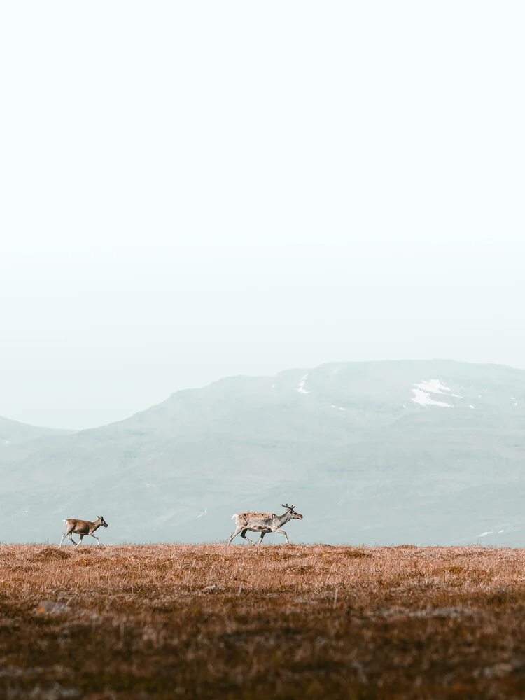 Reindeers in the mountains - fotokunst von Daniel Öberg