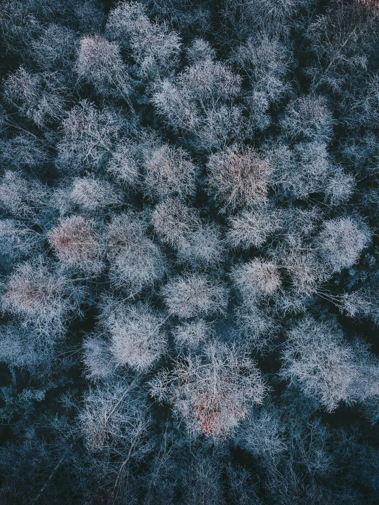 Winter woods - Fineart photography by Daniel Öberg