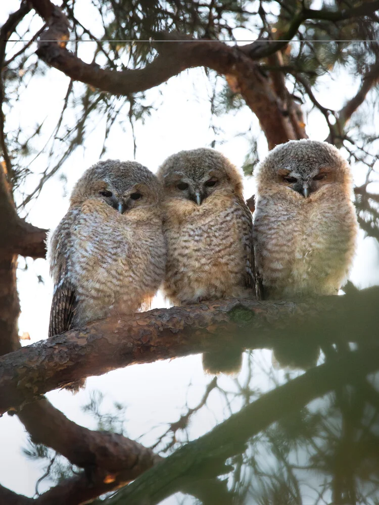 Three cat owls - fotokunst von Daniel Öberg
