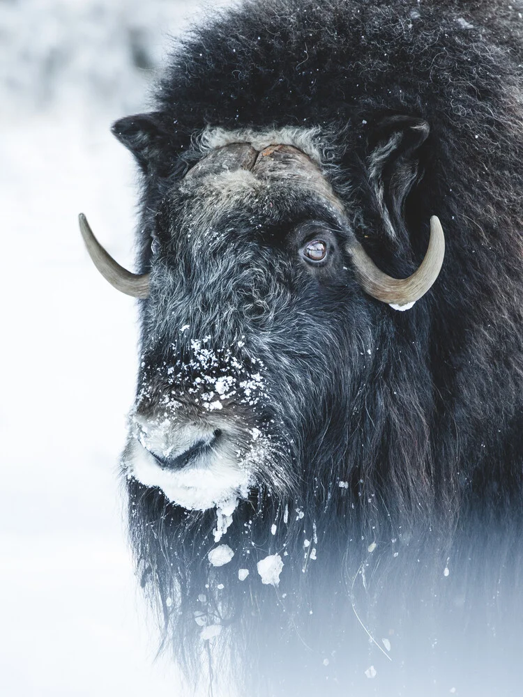 The Mysk Ox - fotokunst von Daniel Öberg