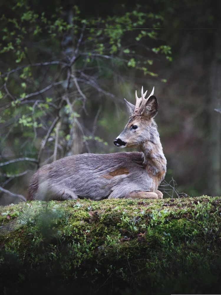 Deer - fotokunst von Daniel Öberg