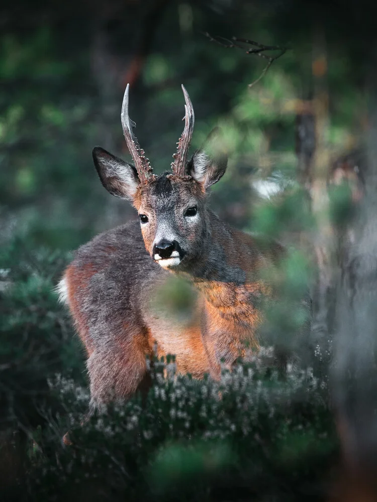 Curious deer - fotokunst von Daniel Öberg