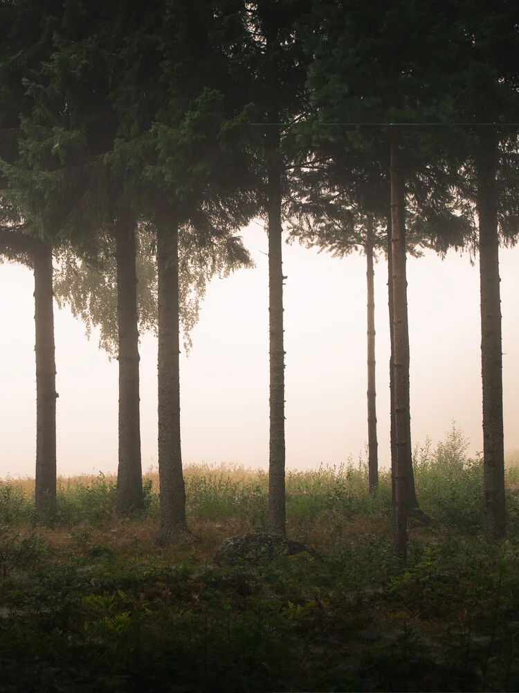 Foggy morning - fotokunst von Daniel Öberg