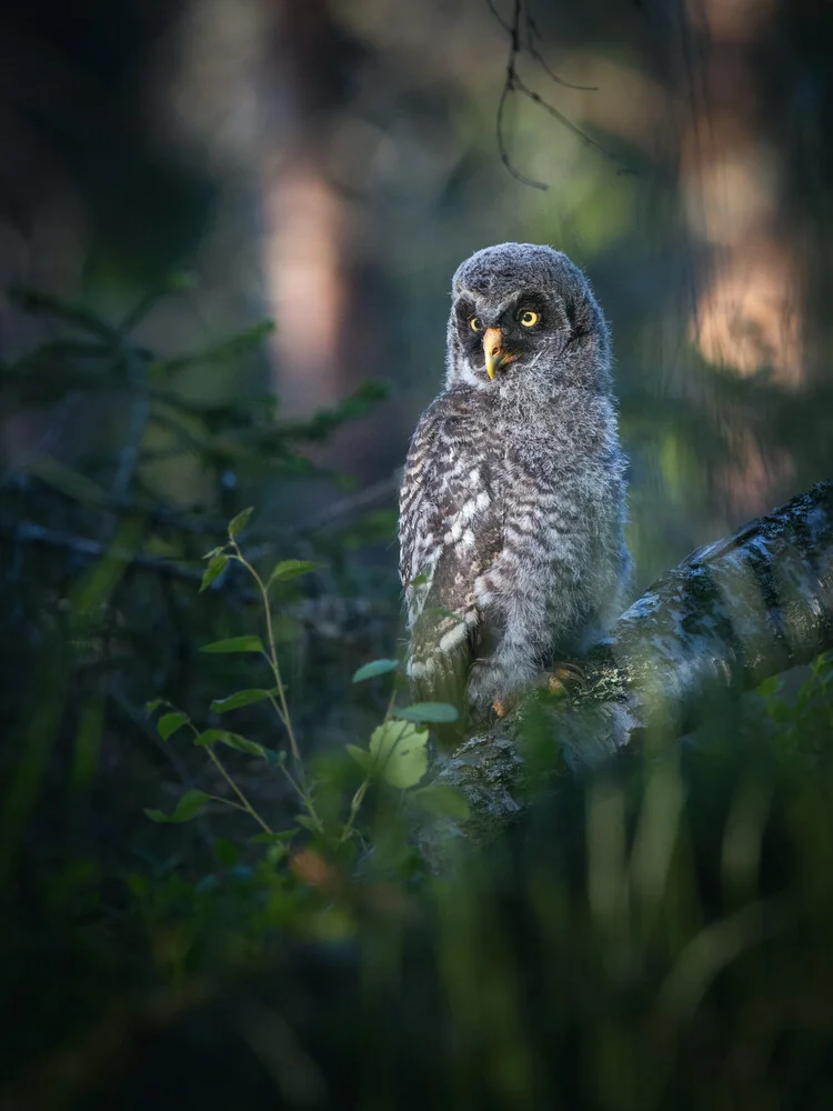 Greay Grey Owl Junior - fotokunst von Daniel Öberg