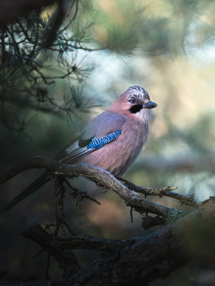 Eurasian jay - fotokunst von Daniel Öberg