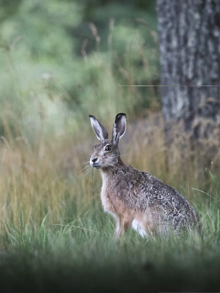 Curious hare - fotokunst von Daniel Öberg