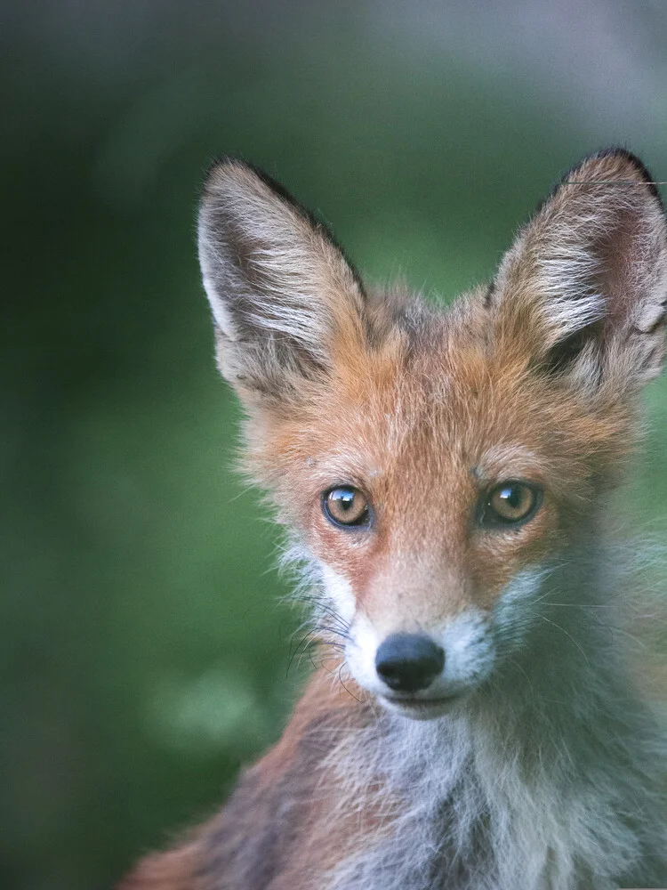 Fox Portrait - Fineart photography by Daniel Öberg