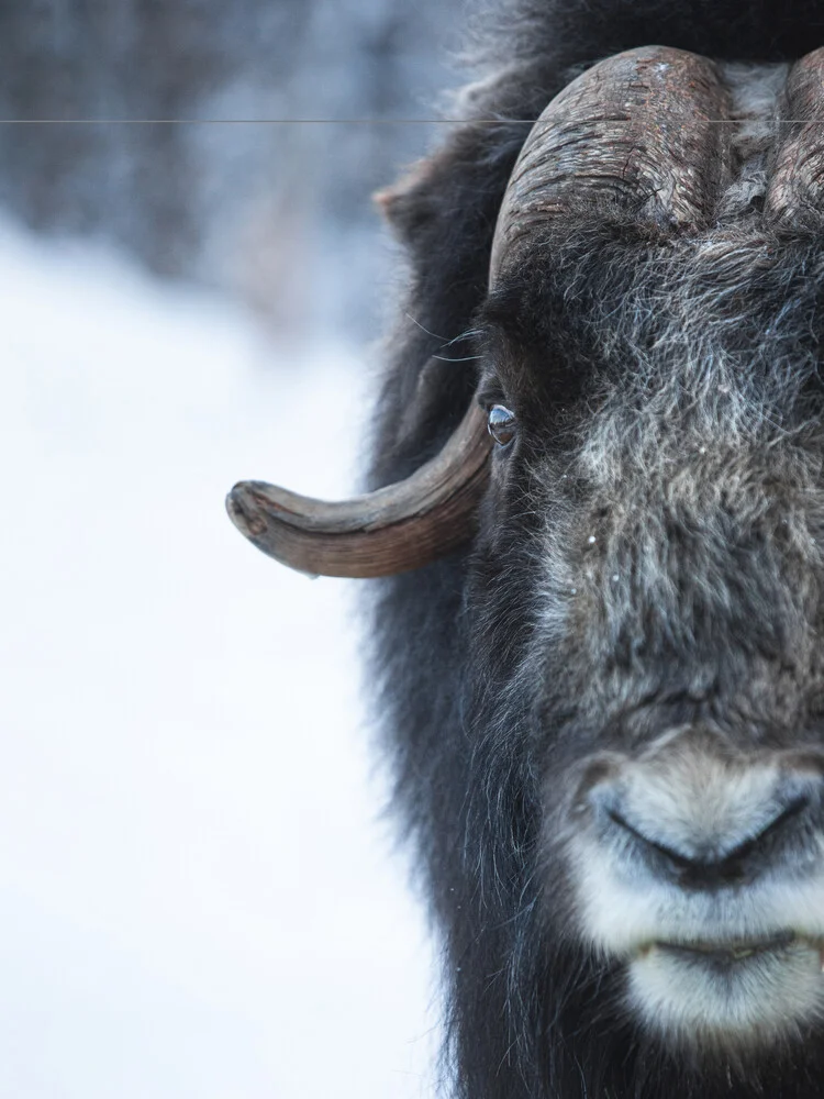 Musk Ox Portrait - fotokunst von Daniel Öberg