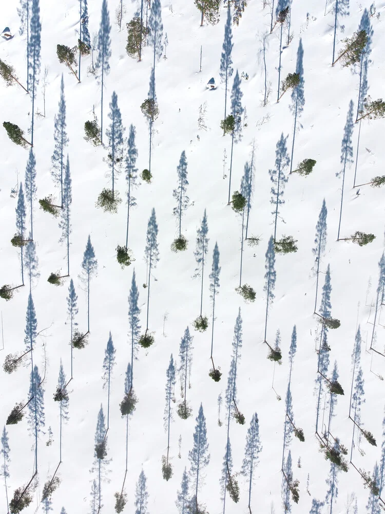Trees from above - Fineart photography by Daniel Öberg