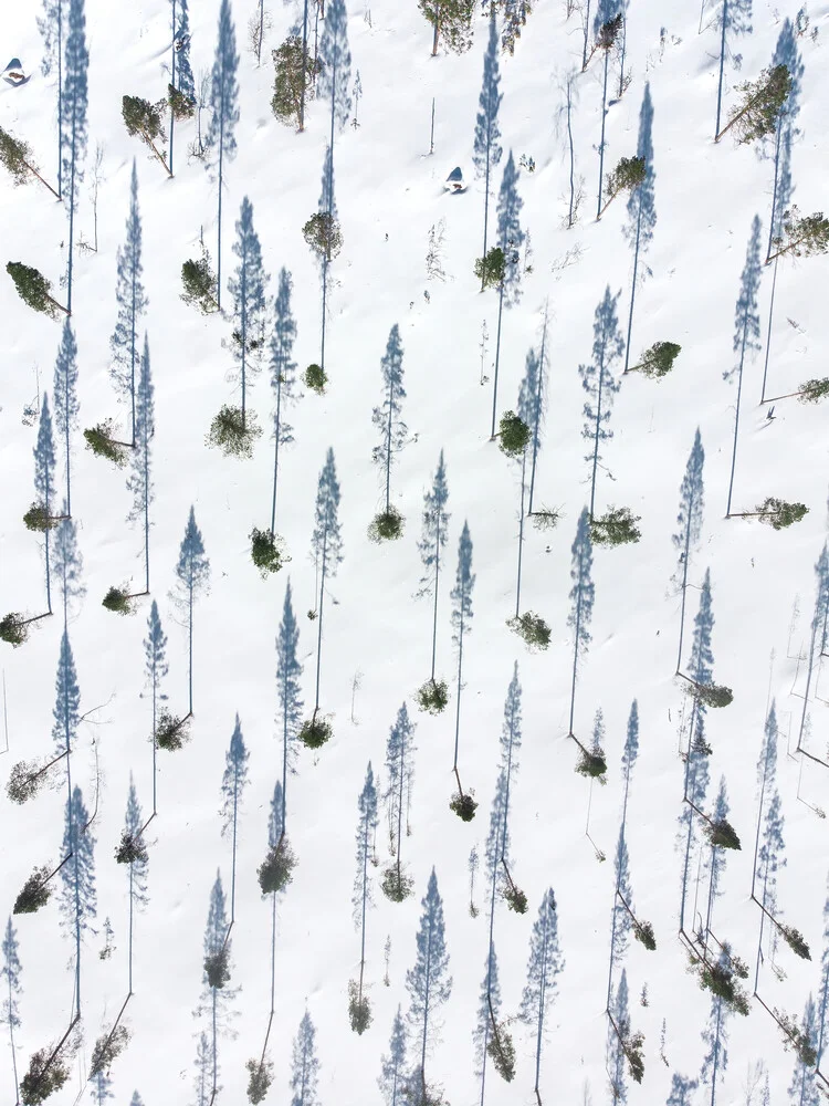 Trees from above - fotokunst von Daniel Öberg