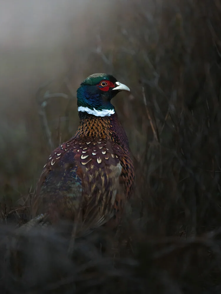 Pheasant - fotokunst von Daniel Öberg