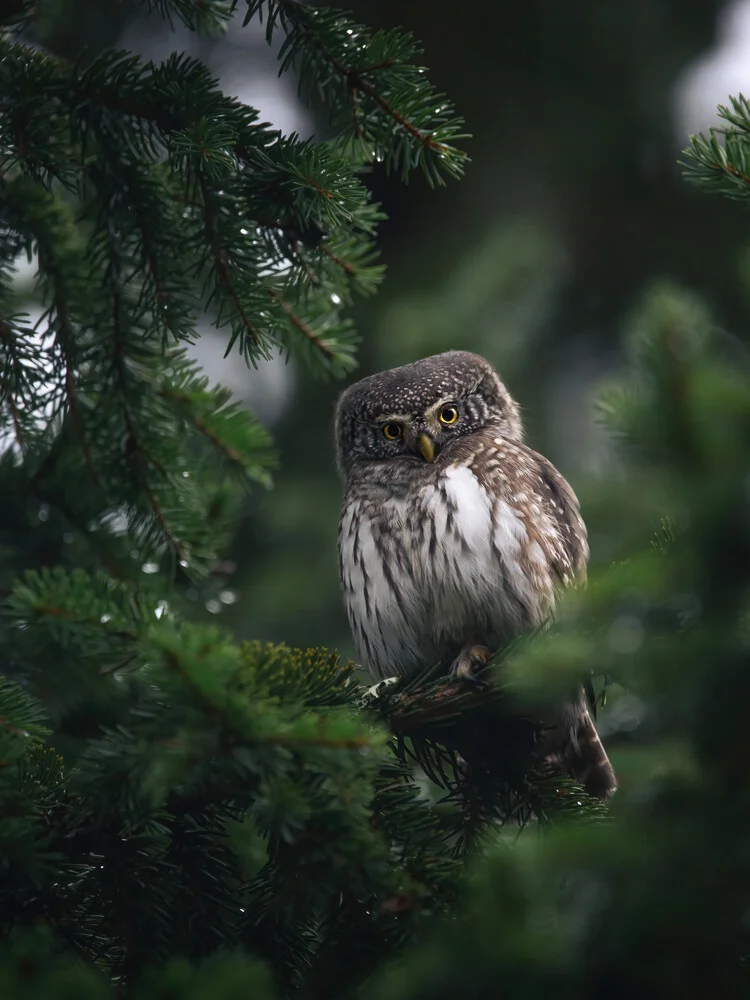 Pygmy Owl - fotokunst von Daniel Öberg