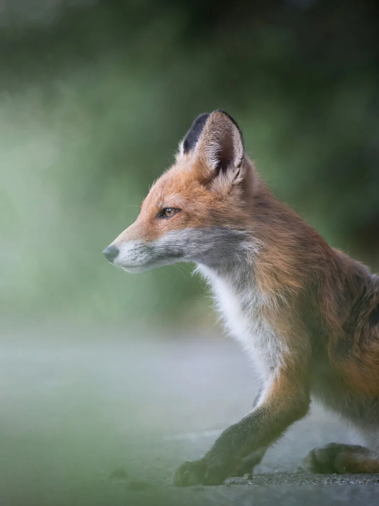 Fox in profile - Fineart photography by Daniel Öberg
