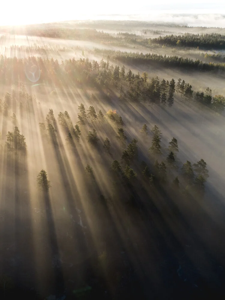 Magical Morning Rays - fotokunst von Daniel Öberg