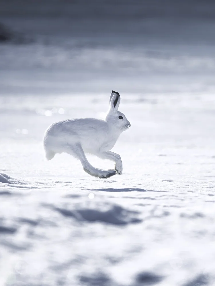 Mountain Hare - fotokunst von Daniel Öberg