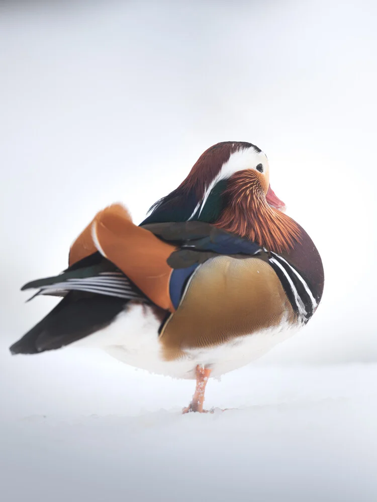 Mandarin Duck - fotokunst von Daniel Öberg