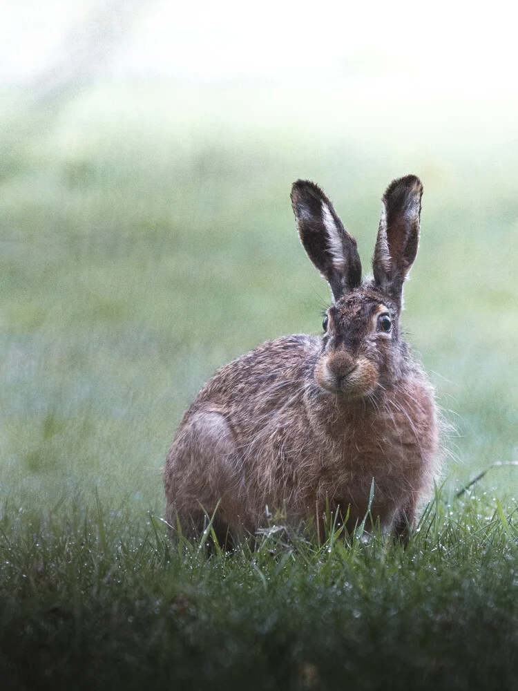 Curious hare - Fineart photography by Daniel Öberg