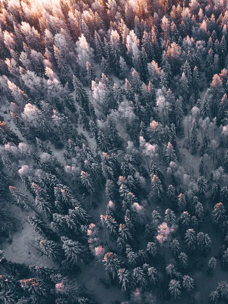 Tree magic - fotokunst von Daniel Öberg