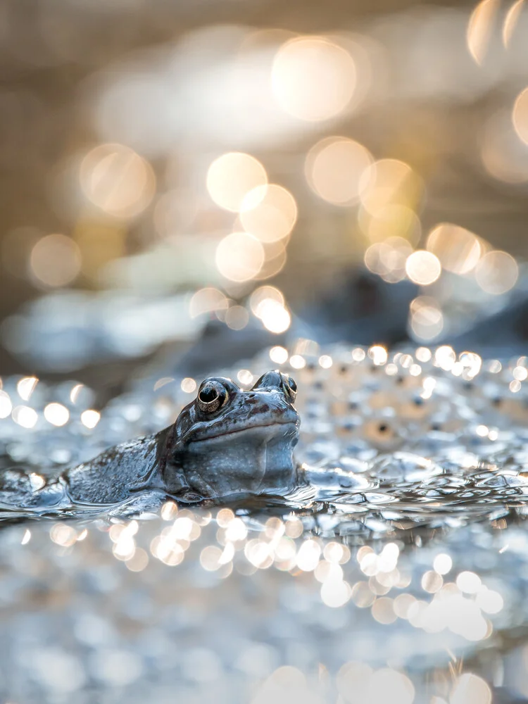 Frog in bokeh - Fineart photography by Daniel Öberg